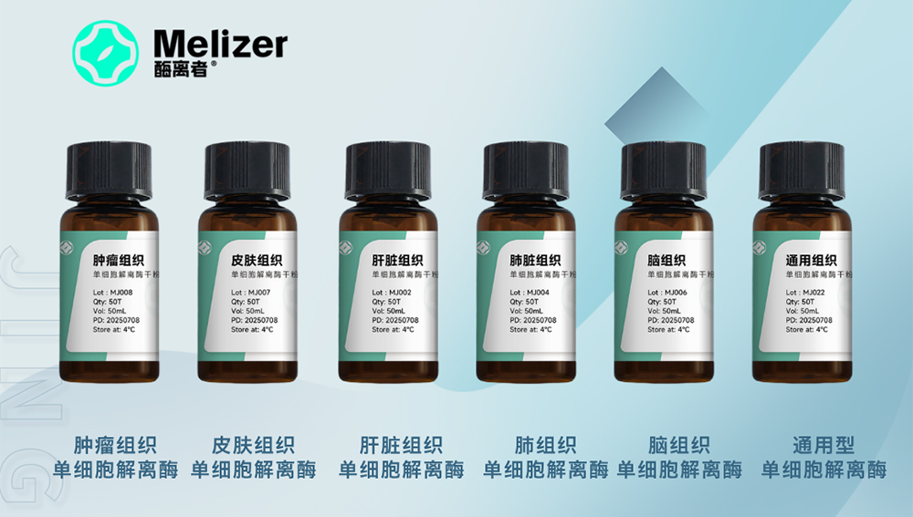 从组织到单细胞，一步搞定！这款组织单细胞解离酶，让你的实验效率飙升！