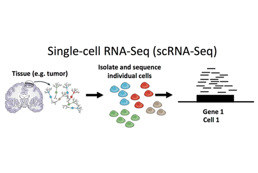  单细胞测序相关研究