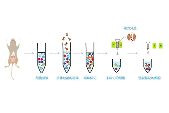 磁珠细胞分选