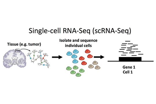 单细胞测序相关研究